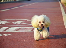 生態透水混凝土