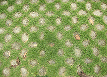 高承載植草地坪（種植后）